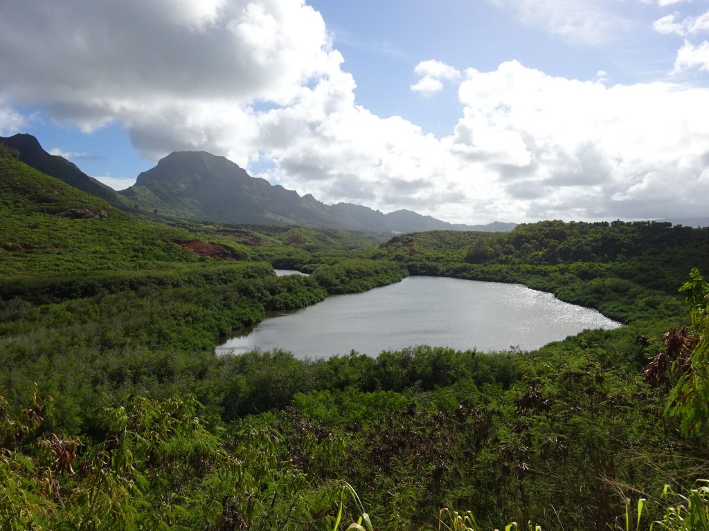 メネフネ・フィッシュポンド～ ʻAlekoko