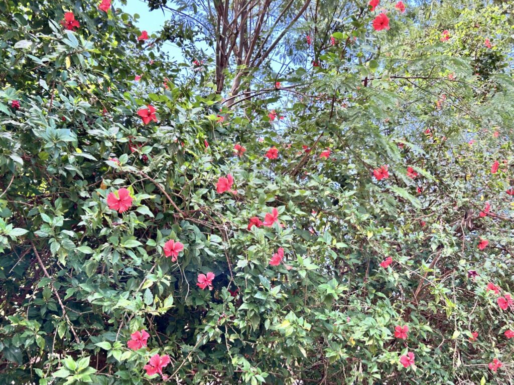 Slow down , this is Molokaʻi