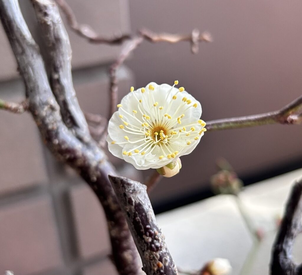 こぼれ梅 ～ 大寒