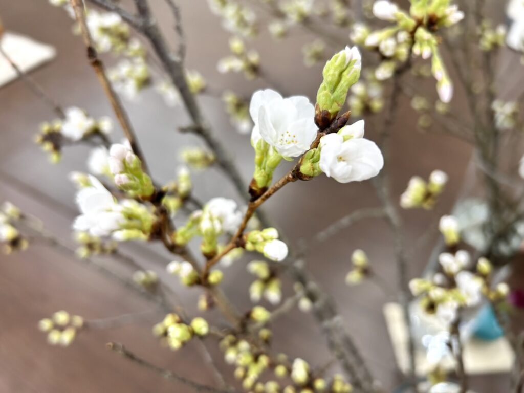 晴れ風ACTION ～ 2026 桜の保全活動